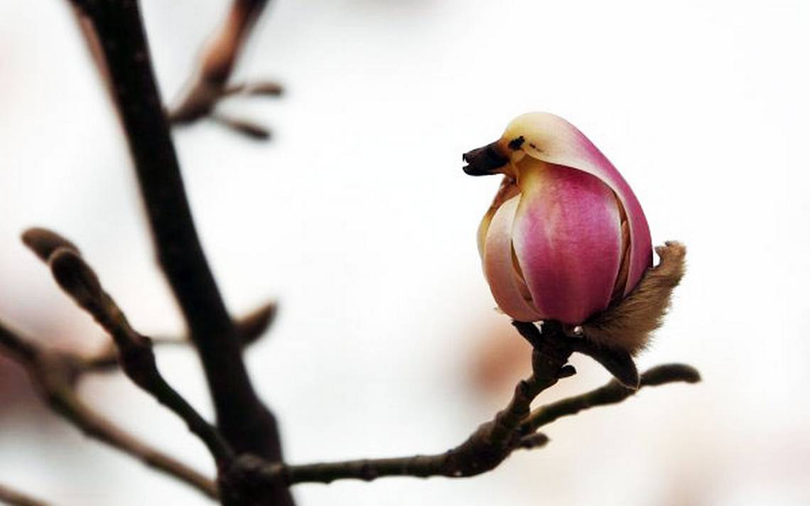 Details 200 imagen flor de la magnolia liliflora